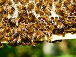 100% natural mountain honey, premium grade. - photo 13