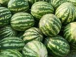 Арбузы из Узбекистана - фото 6