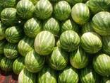 Арбузы из Узбекистана - фото 7
