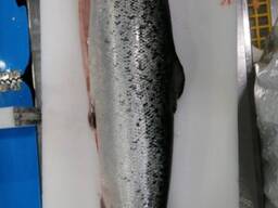 Atlantic Whole Salmon Fish