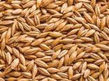 Barley - photo 1