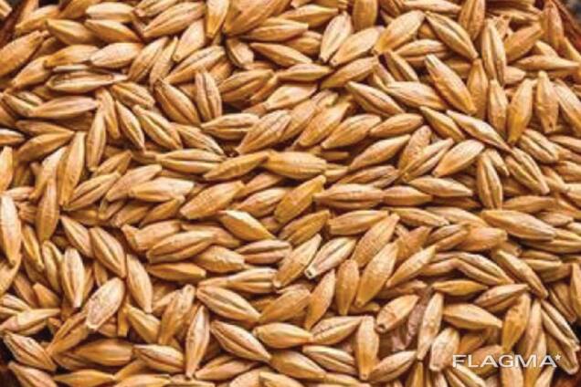 Barley
