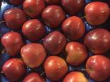 Best apples from Poland wholesale - фото 5