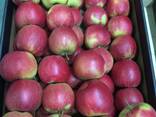 Best apples from Poland wholesale - фото 6
