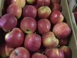 Best apples from Poland wholesale - фото 7
