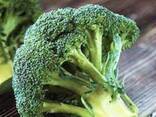 Broccolli 2025 from sunny Uzbekistan - фото 2