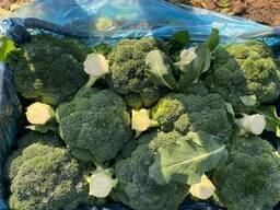 Broccolli 2025 from sunny Uzbekistan
