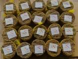 Cassia Stick / Powder from Vietnam - фото 9