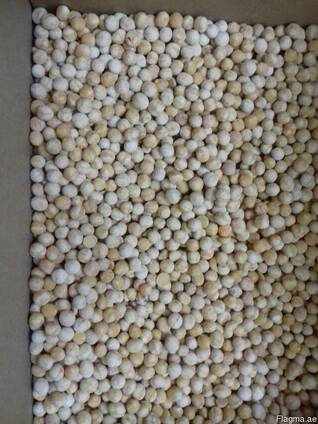 Chickpea ( Size : 5 6 7 8 9 10 )
