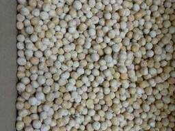 Chickpea ( Size : 5 6 7 8 9 10 )