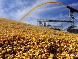 Corn. Export . Кукуруза. Экспорт.
