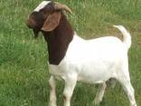 Discount Prices 100% Full Blood Live Boer Goats / 100% Pureb - photo 2