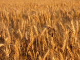 Durum wheat. Protein 13%, 12.5%, 11.5% - photo 1