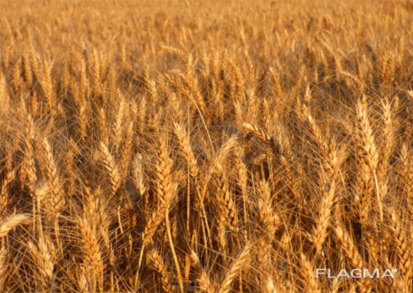 Durum wheat. Protein 13%, 12.5%, 11.5%
