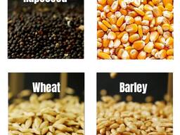 Экспорт Пшеница ячмень кукуруза фуражное масло подсолнечное шрот