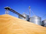 Экспортируем зерновые- ячмень, пшеница, соя - фото 1