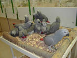 Fresh Parrot Fertile Eggs and Parrots For Sale - photo 2