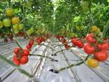 Fresh Tomatoes, Type El Bandito from Turkmenistan