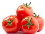 Fresh Tomatoes, Type El Bandito from Turkmenistan - photo 3