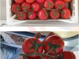 Fresh Tomatoes, Type El Bandito from Turkmenistan - photo 4