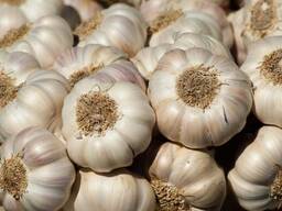Garlic