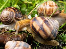 Gracefully Grown – Live Snails for Sale