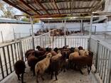 Halal lamb meat - photo 3