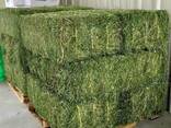 Super High Quality Premium Alfalfa Hay Pellets for Horse Cattle Pig &amp; Chicken Feeding - photo 1