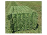 Cheap Feed Grade Alfalfa Hay Pellets for Dogs &amp; Chickens 25kg/bag 2 Year Shelf Life - photo 3