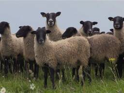 Ищем скотовоз