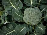 Капуста Брокколи из Узбекистана - фото 5