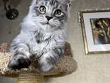 Kitten Maine Coon - photo 1