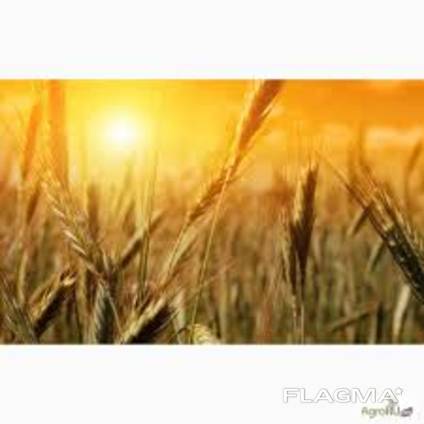 Пшеница кукуруза ячмень масло FOB – порт Одесса