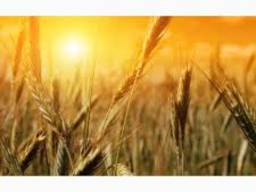 Пшеница кукуруза ячмень масло FOB – порт Одесса