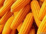 Кукуруза , соя пшеница , - фото 1