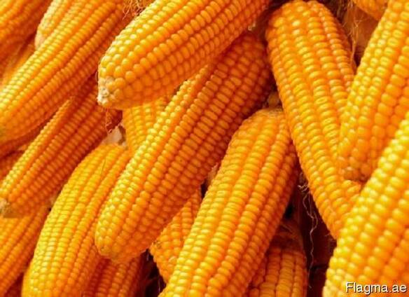Кукуруза , пшеница , ячмень экспорт
