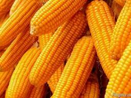 Кукуруза , пшеница , ячмень экспорт