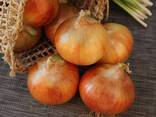 Лук - фото 3
