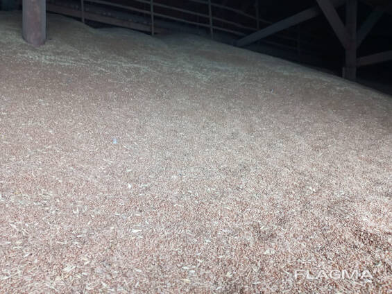 Milling wheat 3rd class, origin Republic of Kazakhstan, crop 2021