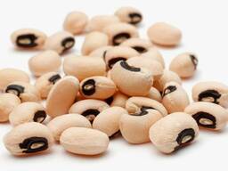 Mung bean