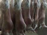 Mutton (export of lamb to UAE) - photo 1