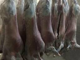 Mutton (export of lamb to UAE)