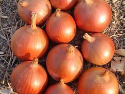 Onion