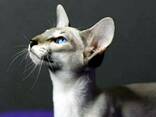 "Оriental Сat " Ориентальная Восточная Кошка - фото 8
