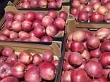 Polish apples (wide range of varieties) - фото 12