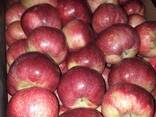 Polish apples (wide range of varieties) - фото 14