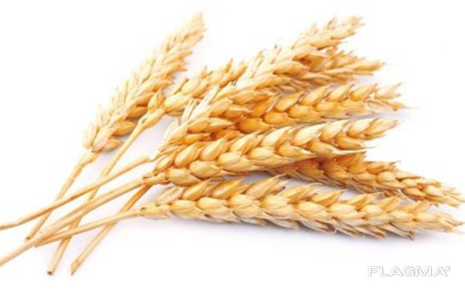 Пшеница 2,3 класс CIF, CFR