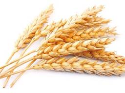 Пшеница 2,3 класс CIF, CFR
