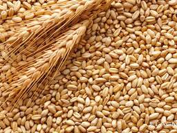 Пшеница продовольственная и фуражная, кукуруза из Польши, России и Казахстана