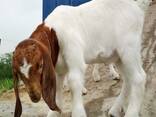 Pure Bred Boer Goats - photo 1